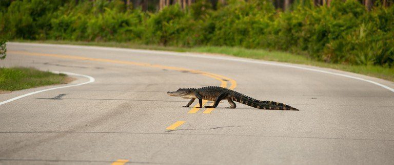 Driving through Florida’s Alligator Alley